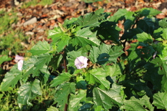 Datura stramonium