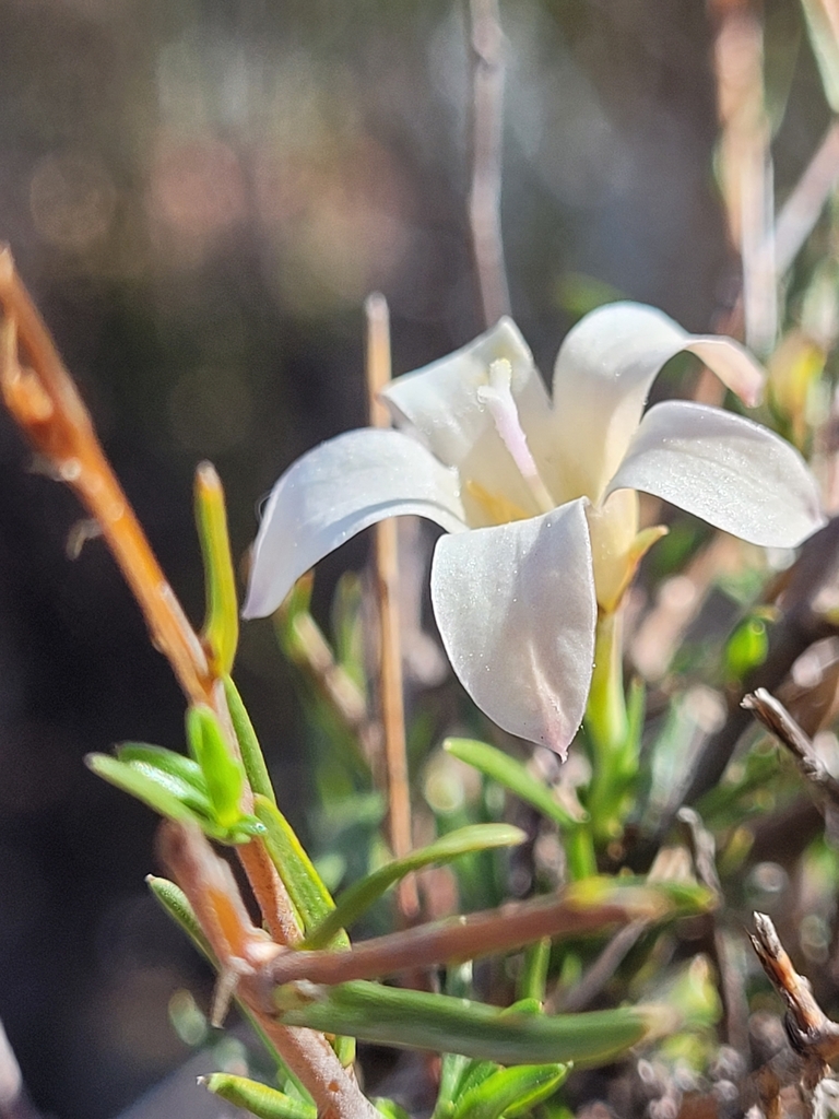 Prismatocarpus lycioides