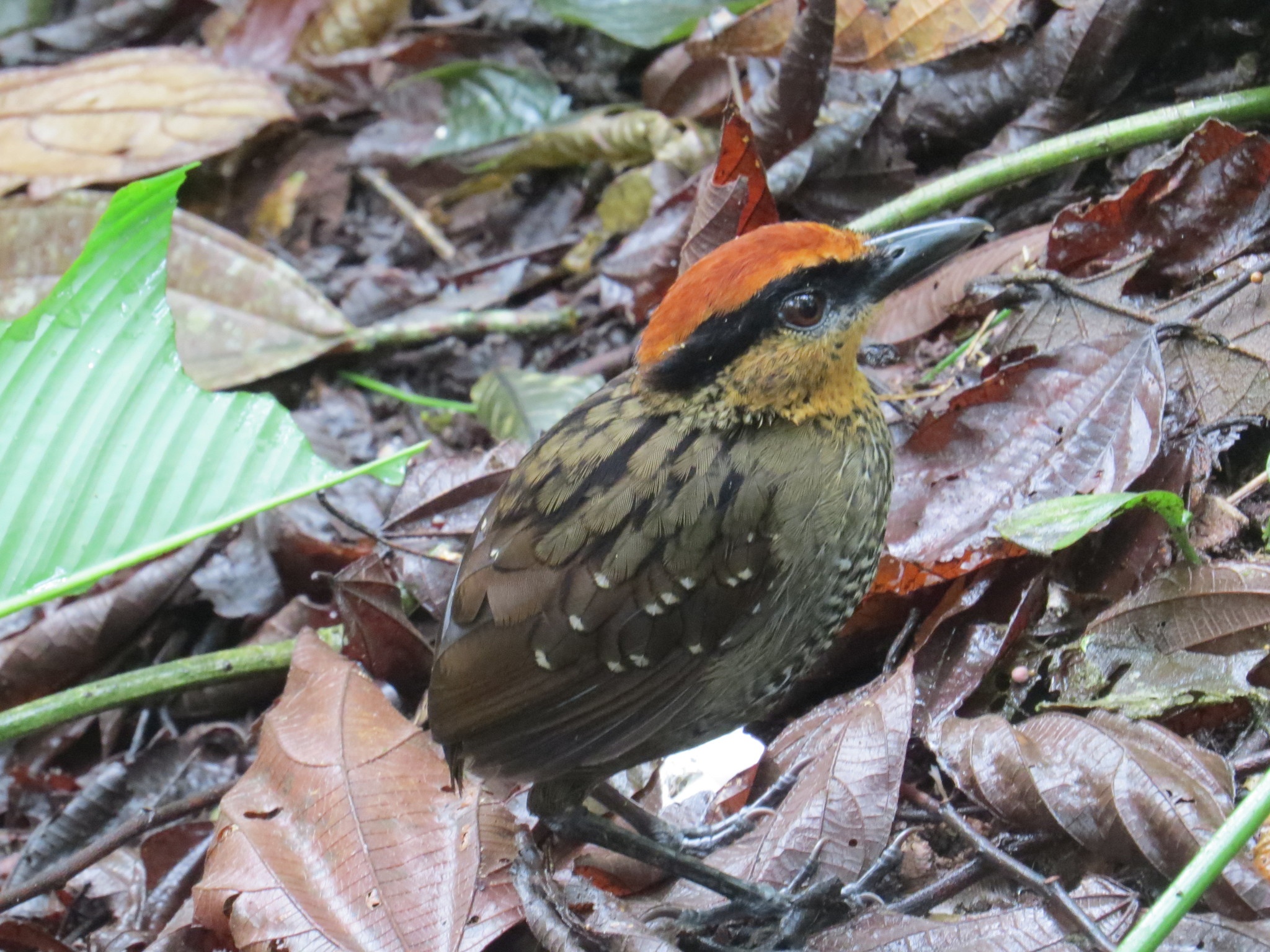Rufous-crowned Antpitta (Pittasoma rufopileatum), photo 2
