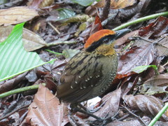Rufous-Crowned Antpitta photo 1