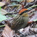 Rufous-crowned Antpitta - Photo (c) Norma Malinowski, some rights reserved (CC BY), uploaded by Norma Malinowski