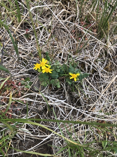 burnet ragwort (Packera sanguisorboides)