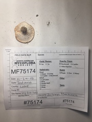 Hygrophorus occidentalis