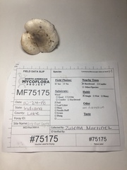 Hygrophorus occidentalis