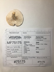 Hygrophorus occidentalis