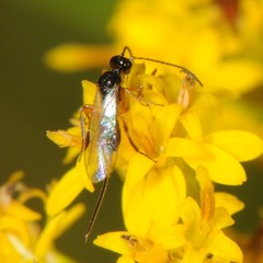 Euphorinae