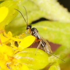 Euphorinae