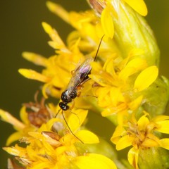 Euphorinae
