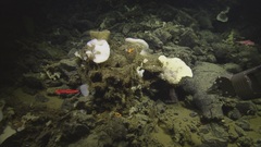 Tretodictyum