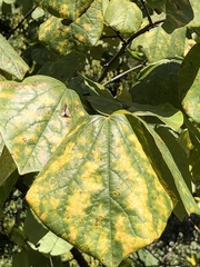 Cercospora