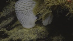Tretodictyum