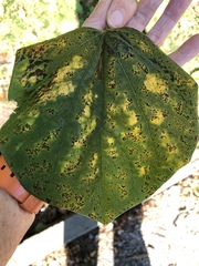 Cercospora