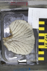 Tretodictyum