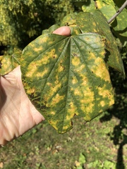 Cercospora