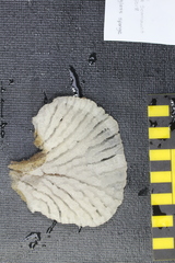 Tretodictyum