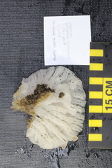 Tretodictyum