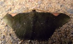 Sphacelodes vulneraria