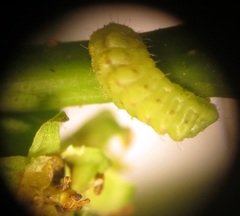 Pseudonacaduba sichela sichela