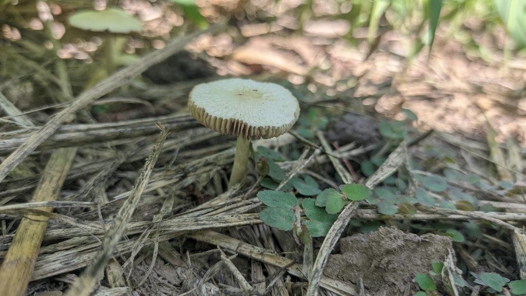 Bolbitius titubans · May 2023 · photo: © leviathang09 (iNaturalist, cc0)