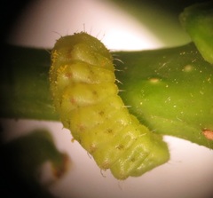 Pseudonacaduba sichela sichela