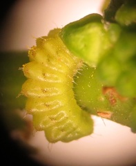 Pseudonacaduba sichela sichela