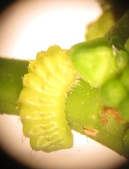 Pseudonacaduba sichela sichela