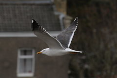 Larus fuscus