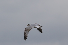 Larus argentatus