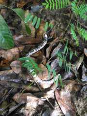 Amphisbaena fuliginosa