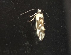 Lactura cristata