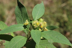Lippia mexicana
