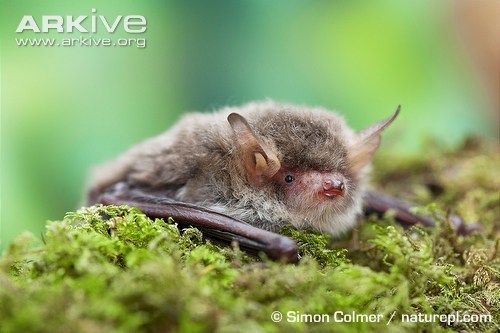 Natterer's Bat