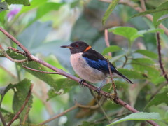 Iridophanes pulcherrimus