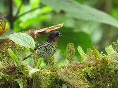 Ixothraupis rufigula