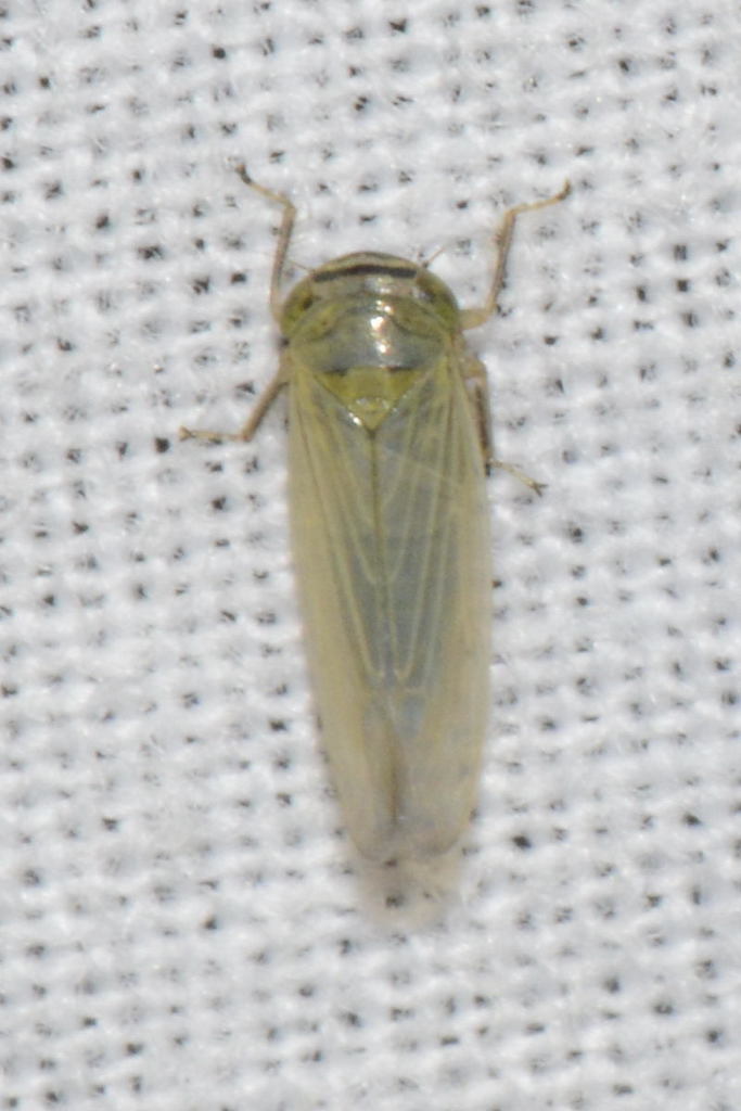 Limotettix striola