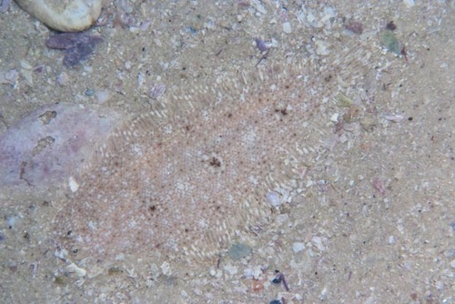 Cape sole (Heteromycteris capensis) — Soleidae
