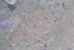 Cape Sole photo 2