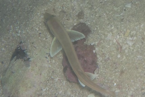 Beaked salmon (Gonorynchus gonorynchus) — Gonorynchidae — 3