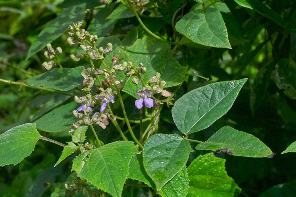 Phaseolus oligospermus