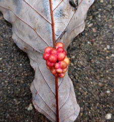 Clustered Midrib Gall Wasp