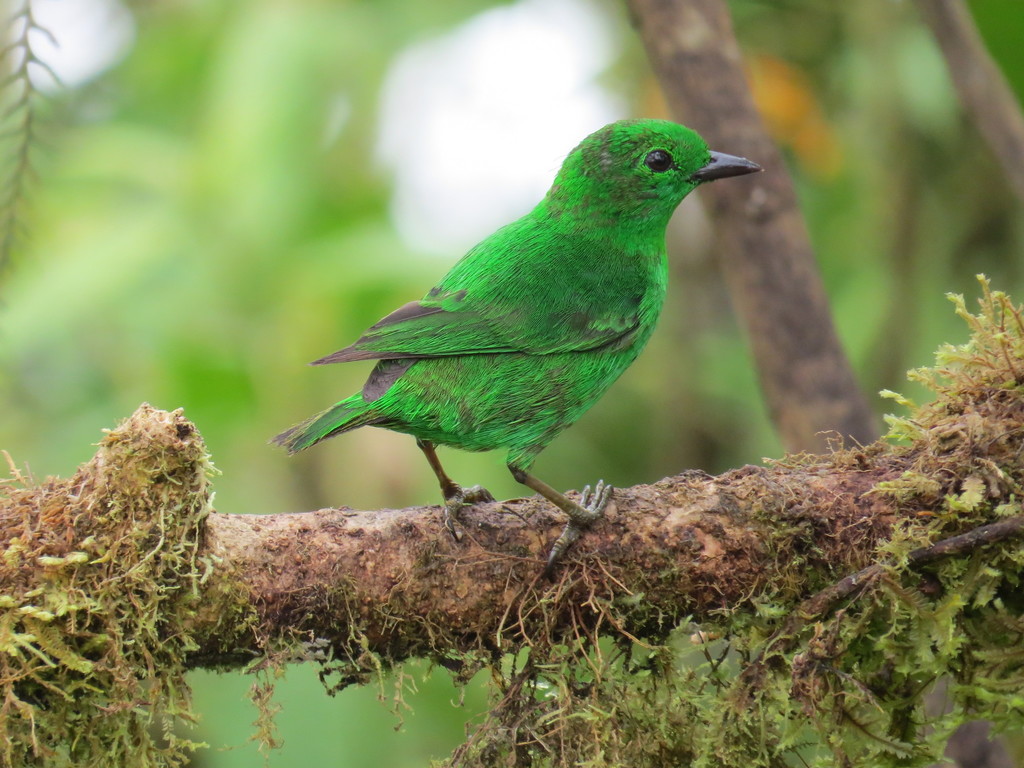 Tangara Verde, Chlorochrysa phoenicotis