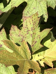 Cercospora hydrangeae