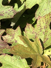 Cercospora hydrangeae
