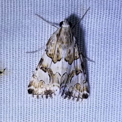 Drasteria eubapta
