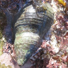 Cominella virgata