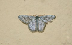 Chloropteryx opalaria