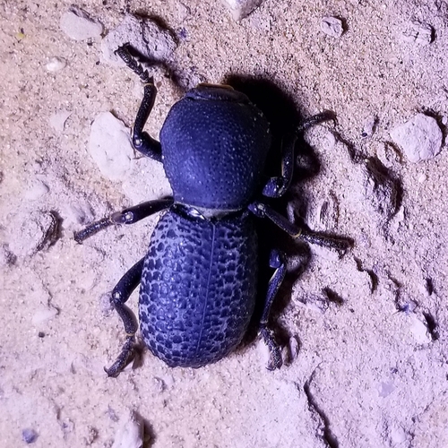 Zopherus tristis
