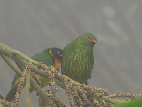 Pipreola jucunda