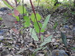 Roldana sessilifolia