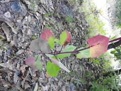 Roldana sessilifolia